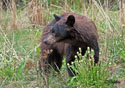 Ursus americanus